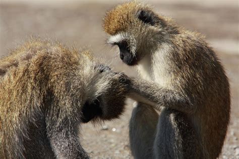 Monkeys Grooming Photograph by Aidan Moran - Fine Art America