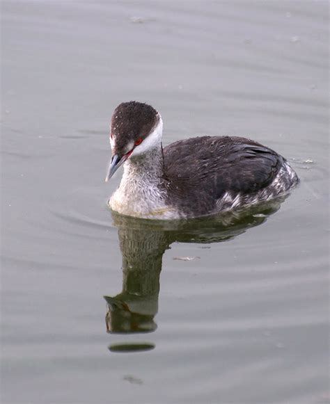 NW Bird Blog: Horned Grebe