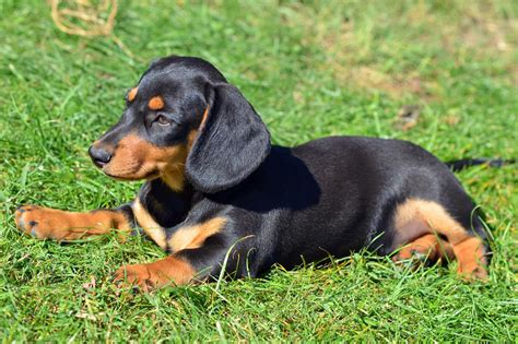 Meet the Dachshund (Miniature Smooth Haired)!