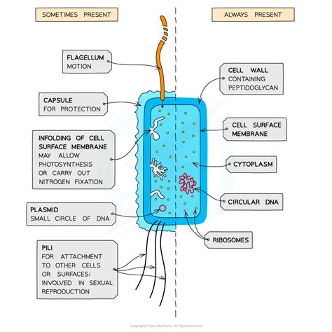 Prokaryotic Cell Structure | HL IB Biology Revision Notes 2025