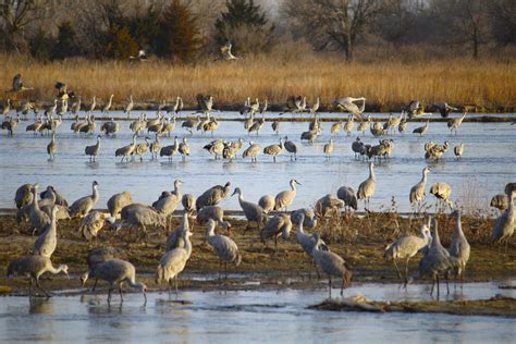 A rite of passage--the annual migration of Sandhill Cranes along the Platte River Valley | KCBX