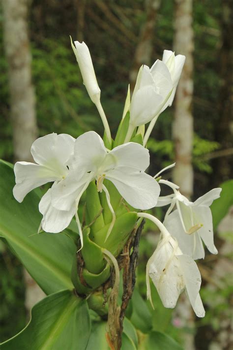 The national flower of Cuba is the white ginger lily. Ginger was growing all around us as we ...