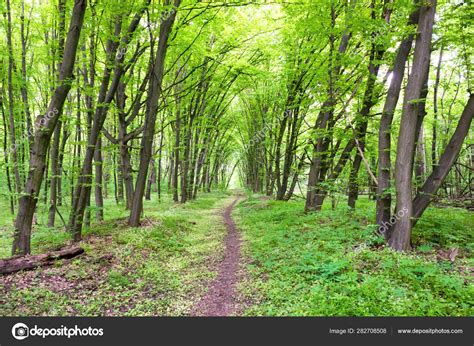 Green forest with path, trees and sun Stock Photo by ©dovapi 282708508