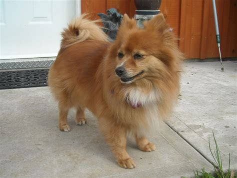 Timmyfan Whispers: Cutest Pomeranian Mixed Dogs I've Ever Seen!