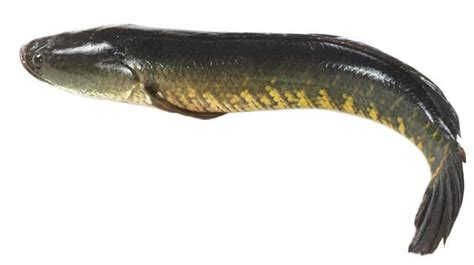 Snakehead Fish | Information about Snakeheads