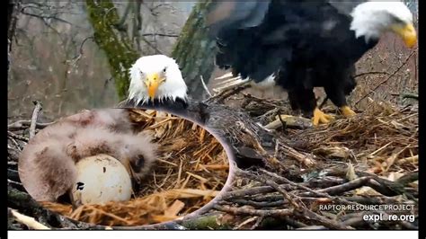 Decorah Eagles- Pip In Progress Egg #3 & Mom Startles DM2 - YouTube