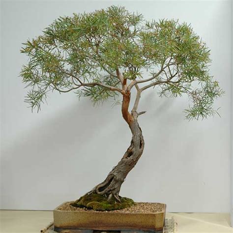 Eucalyptus nicholii - Australian Native Plants as Bonsai