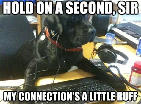 Dogs at Work Memes #FridayFrivolity - Munofore