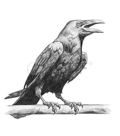 raven crow: Pencil drawing of raven isolated on white background Stock ...