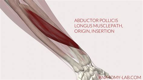 Abductor Pollicis Longus Musclepath, Origin, Insertion (3D Anatomy ...