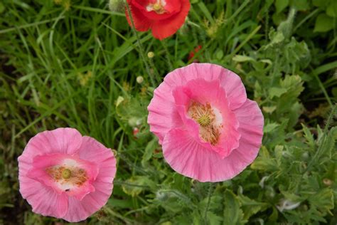 How to Grow and Care for Oriental Poppy Plants