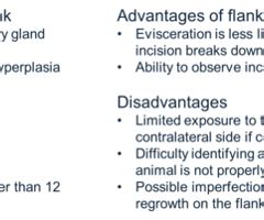 Ovariectomy, Ovariohysterectomy and Castration Including Complications Flashcards | Quizlet