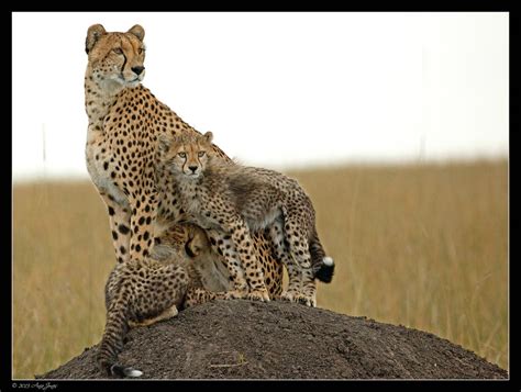 Family Time | The Cheetah family again! My favourites from t… | Flickr