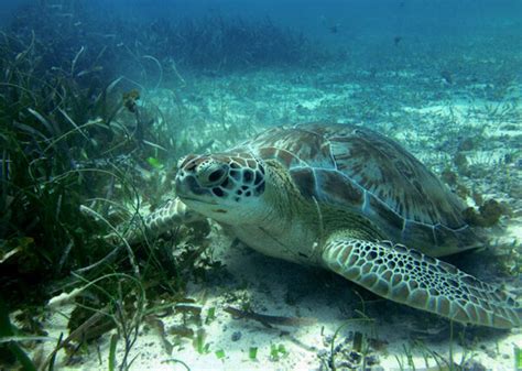 Belize Snorkeling Tours | Dive into Belize's Underwater Beauty