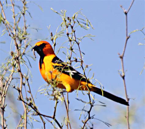 Vermont Airstreamers: Birds of Falcon State Park