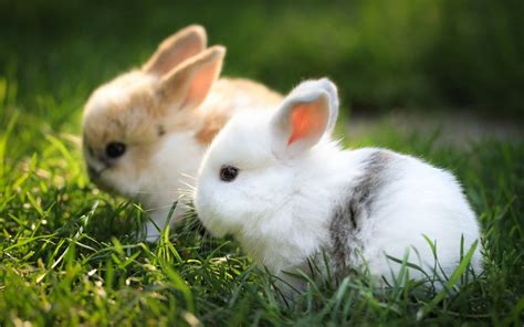 Download Fluffy Little Baby Bunnies Wallpaper | Wallpapers.com