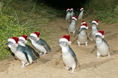 Fairy Penguins in Australia | Pingouin, Photographie