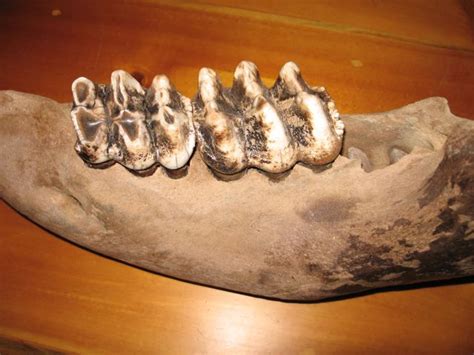 MASTODON JAW MASTODON TEETH