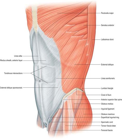 Us Anterior Abdominal Wall Ultrasound