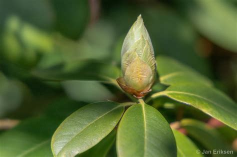 My rhododendron in bloom on Behance