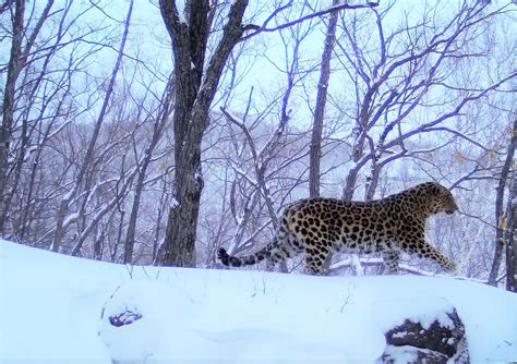 Amur leopard conservation - WildCats Conservation Alliance