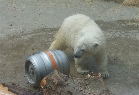 Baby polar bear and a ... beer keg? | Peter Burka | Flickr