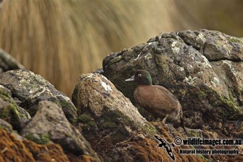 Campbell Island Teal a0613.jpg photo - Wildlife Images photos at pbase.com