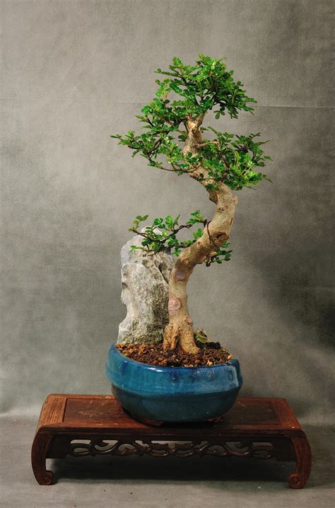 Dwarf Japanese maple detail : r/Bonsai