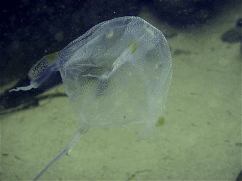 Box Jellyfish: Stings, Victims and Deaths | Sea Life, Islands and Oceania — Facts and Details