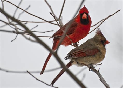 A male and female Cardinal sitting together during a snow storm. They ...