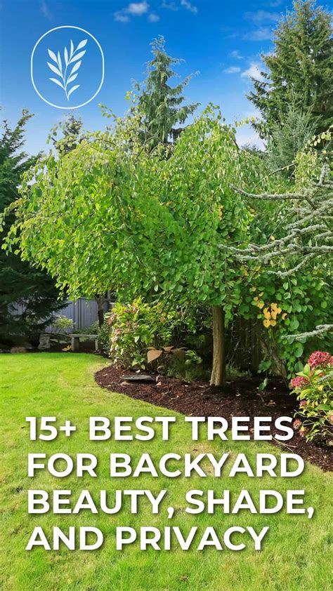 15+ best trees for backyard 🌳🍃 Choices for shade, privacy, and beauty