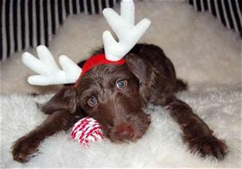 Weimardoodle (Weimaraner Poodle Mix) Info, Temperament, Training, Puppies, Pictures