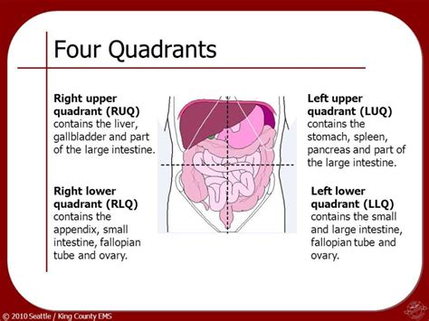 Organs Located In The Four Quadrants Of Quadrants Of