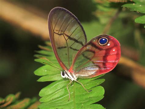 Mariposas diurnas (Polinizadores en el estado de Veracruz) · BioDiversity4All