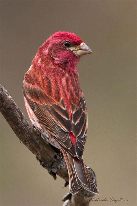 A53F1581 Purple Finch (male) | Finches bird, Backyard birds, Birds