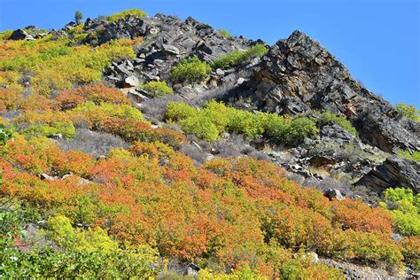 South Canyon Fall Colors Ablaze Photograph by Ray Mathis - Fine Art America