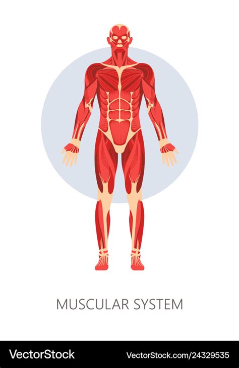 Muscular system isolated human body anatomy Vector Image