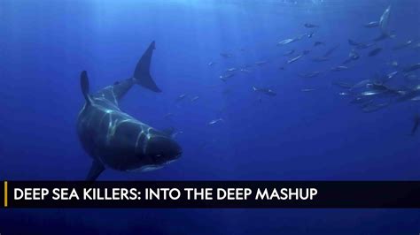 Watch Deep Sea Killers: Into The Deep Mashup on TV | OSN Home Mauritania