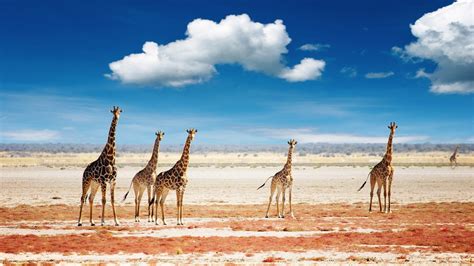 African Scenery Desktop Wallpaper - WallpaperSafari