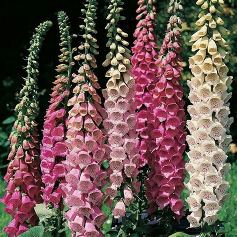 Foxglove | Flowers perennials, Flower seeds, Foxglove plant