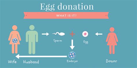 Is IVF more successful with donor eggs? - Ziva Fertility