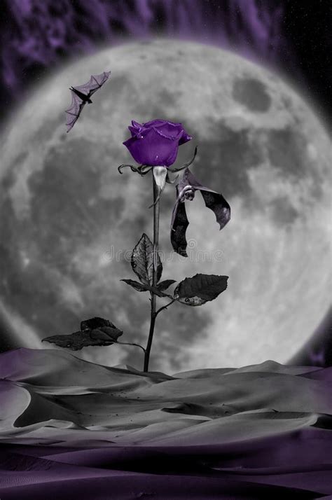 Moonlight Rose Stock Illustrations – 527 Moonlight Rose Stock ...