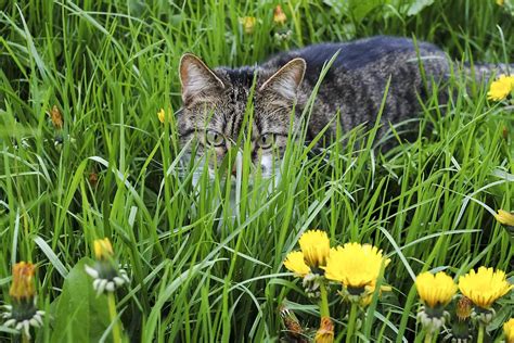 Garden Herbs Beneficial to Your Cat - The Purrington Post