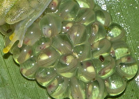 10 Interesting Facts About Tadpoles - FrogPets