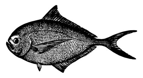 Atlantic Pomfret Stock Illustrations – 7 Atlantic Pomfret Stock Illustrations, Vectors & Clipart ...