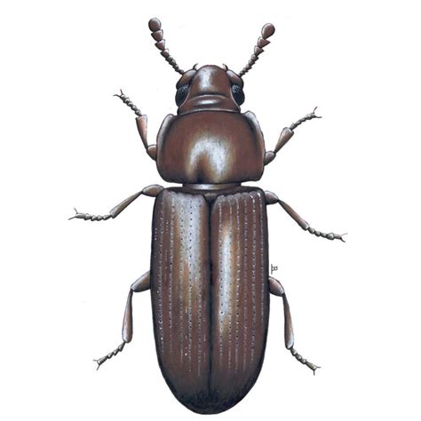 Confused flour beetle – Killgerm Chemicals Ltd