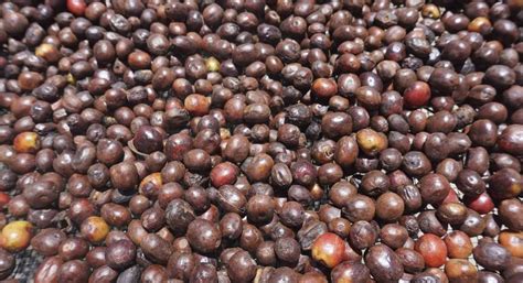 What is Carbonic Maceration Coffee Process? | Blanco Kopi Indonesia