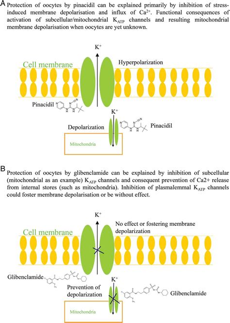 A possible mechanism underlying cytoprotective action of pinacidil and... | Download Scientific ...