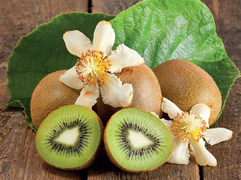 The main kiwi pruning process takes place in winter … when the plants have shed their leaves. In ...