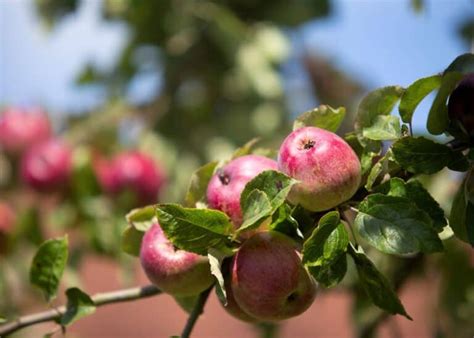 15+ best apples for cider 🍎 🥂 Discover the top varieties for a ...